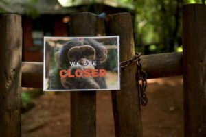 Sierra Leone chimp refuge shuts doors to tourists to protest deforestation