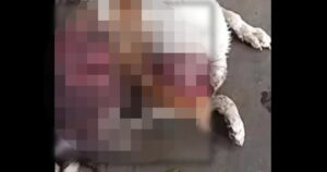 Skinned dog in Melaka sparks outrage, authorities told to act