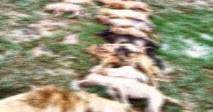 Spain probes owner after 32 dogs found dead from starvation