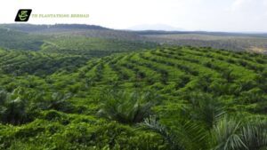 TH Plantations catat PBT naik 16.22 peratus pada suku kedua