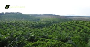 TH Plantations terminates CEO's contract today