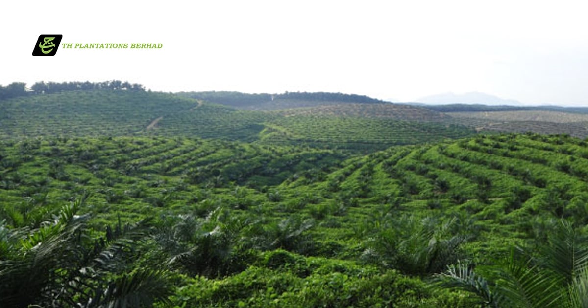TH Plantations terminates CEO's contract today