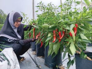 Teknik moden bantu Malimi tuai lebih satu tan cili