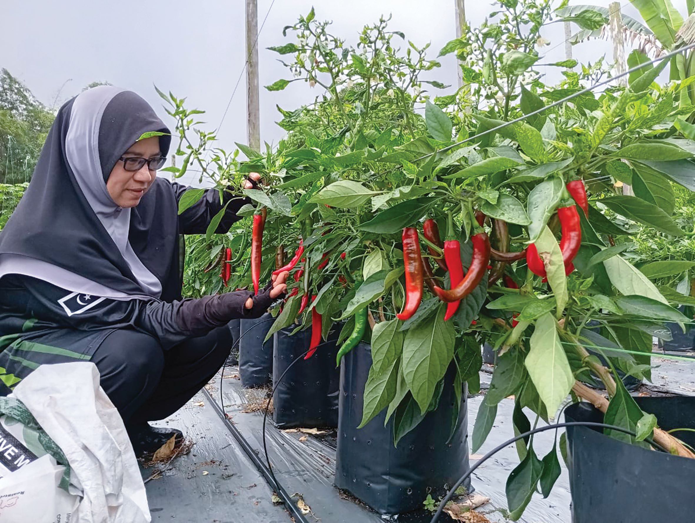 Teknik moden bantu Malimi tuai lebih satu tan cili
