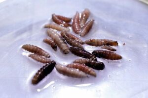 US screwworm patient recovered, Maryland says, as ranchers criticize secrecy