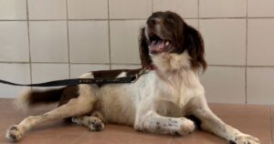 Unsung heroes of the Bomba K-9 unit who work tirelessly... for a ball