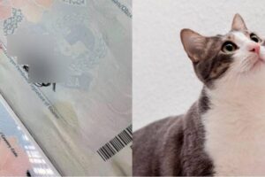 Woman forks out RM400 for passport renewal after cat urinates on it
