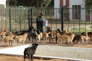 World Cup host Morocco under pressure to save stray dogs