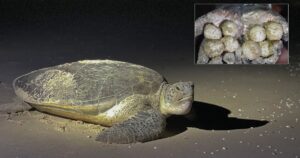 'Scam' turtle release video did not happen in Pahang