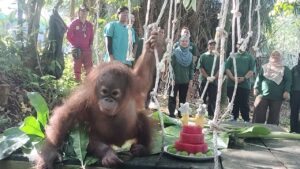 Anak orang utan sambut hari lahir pada Hari Malaysia