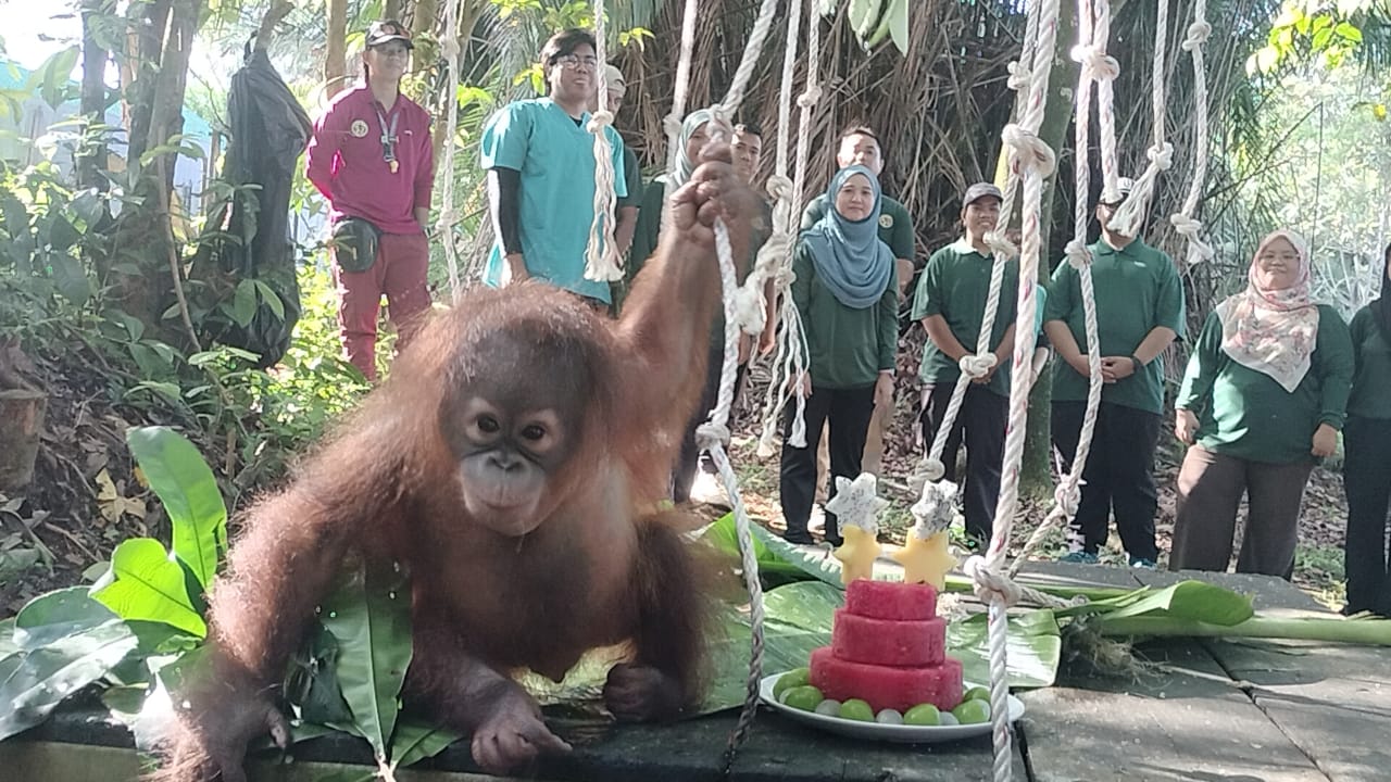 Anak orang utan sambut hari lahir pada Hari Malaysia