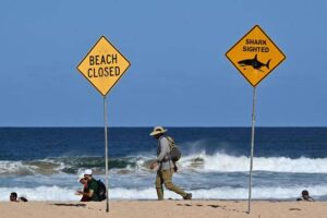 Anggota badan peluncur putus diserang jerung di Australia