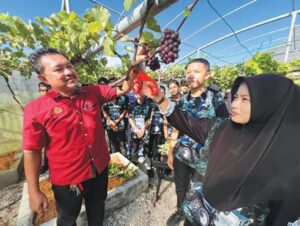 Anggur subur di Kelantan hasil inovasi KV Pasir Puteh