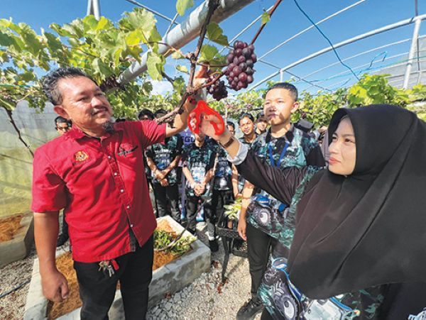Anggur subur di Kelantan hasil inovasi KV Pasir Puteh