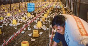 Animal feed, soybeans exempted from sales tax to stabilise food prices