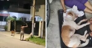 Animal rights group urge witnesses of dog abuse to lodge reports