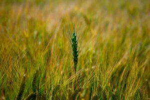 Argentina suspends tax on grain exports ahead of elections