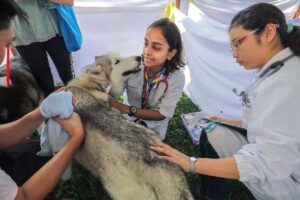 Association suggests using strays in new treatment