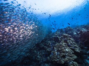 Available for free: China releases global data for prime fishing grounds