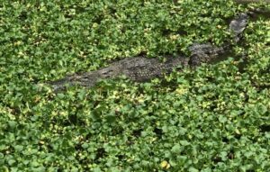 Beachgoers evacuated after croc sighting in Batu Ferringhi waters