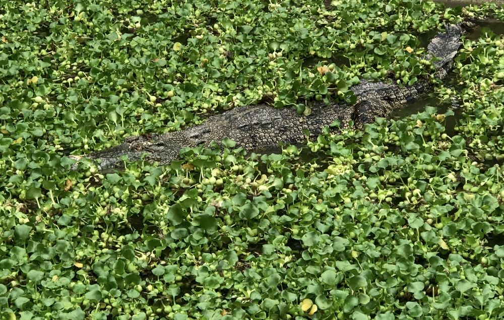 Beachgoers evacuated after croc sighting in Batu Ferringhi waters