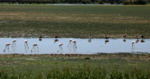 Bird flu outbreak shuts parks in Spain's Andalusia