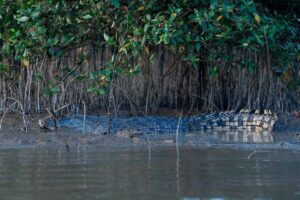 Bomba nasihat orang ramai elak sungai selepas buaya dikesan di Melaka