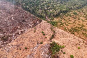 Brazil pledges $1 billion to global forest fund at UN climate summit