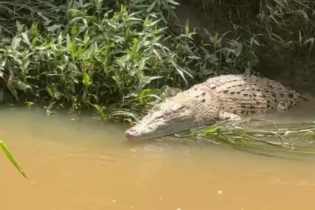 Buaya 1.5 meter muncul depan pemancing