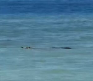 Buaya 3 meter ditembak mati di perairan Pulau Mamutik