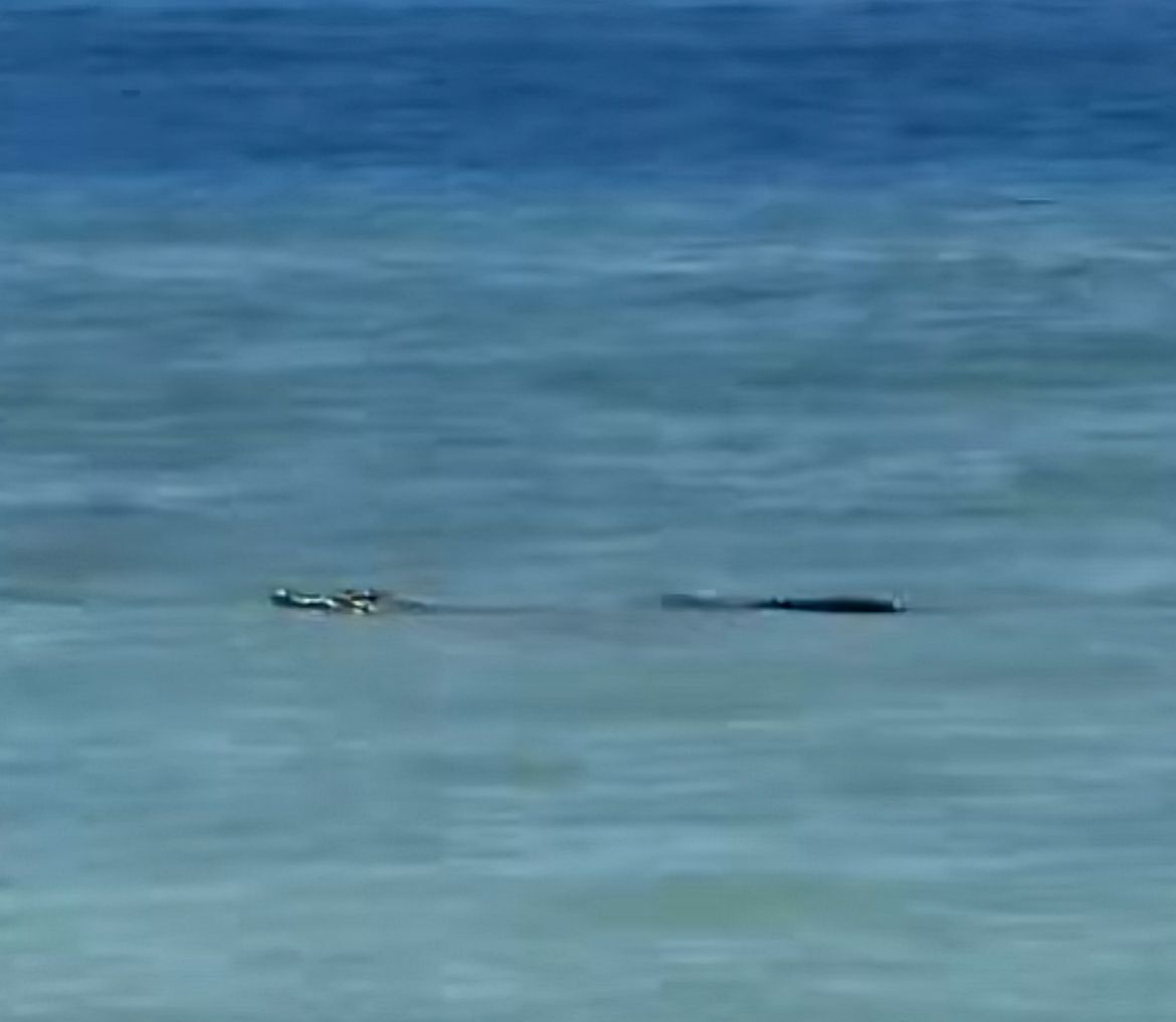 Buaya 3 meter ditembak mati di perairan Pulau Mamutik