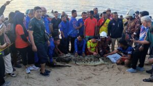Buaya ditangkap di Teluk Bahang dipindah ke Paya Indah Wetlands