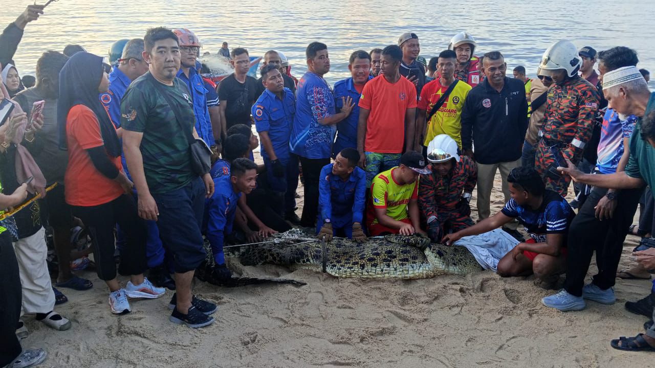 Buaya ditangkap di Teluk Bahang dipindah ke Paya Indah Wetlands