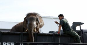 Conservation group: Malaysia needs 5,000 rangers to combat poaching