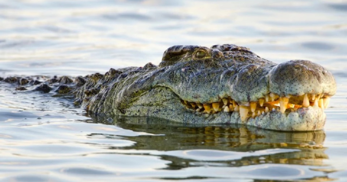 Crocodile attack kills boy fishing in Sarawak river