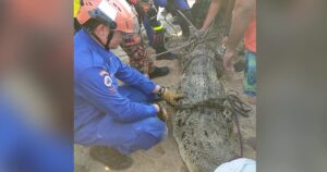 Crocodile caught in Teluk Bahang beach