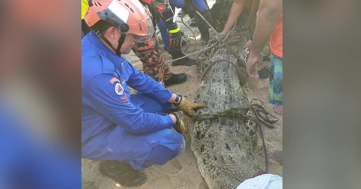 Crocodile caught in Teluk Bahang beach