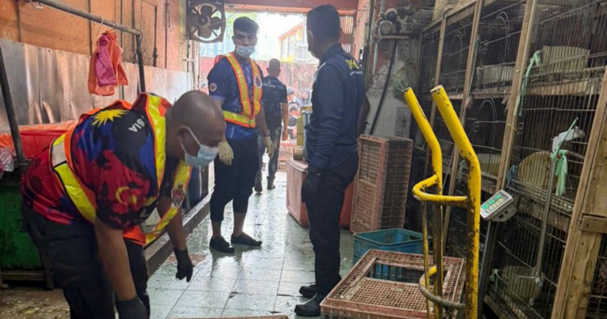 DBKL seizes 110 poultry in Selayang over filthy, iIllegal setup