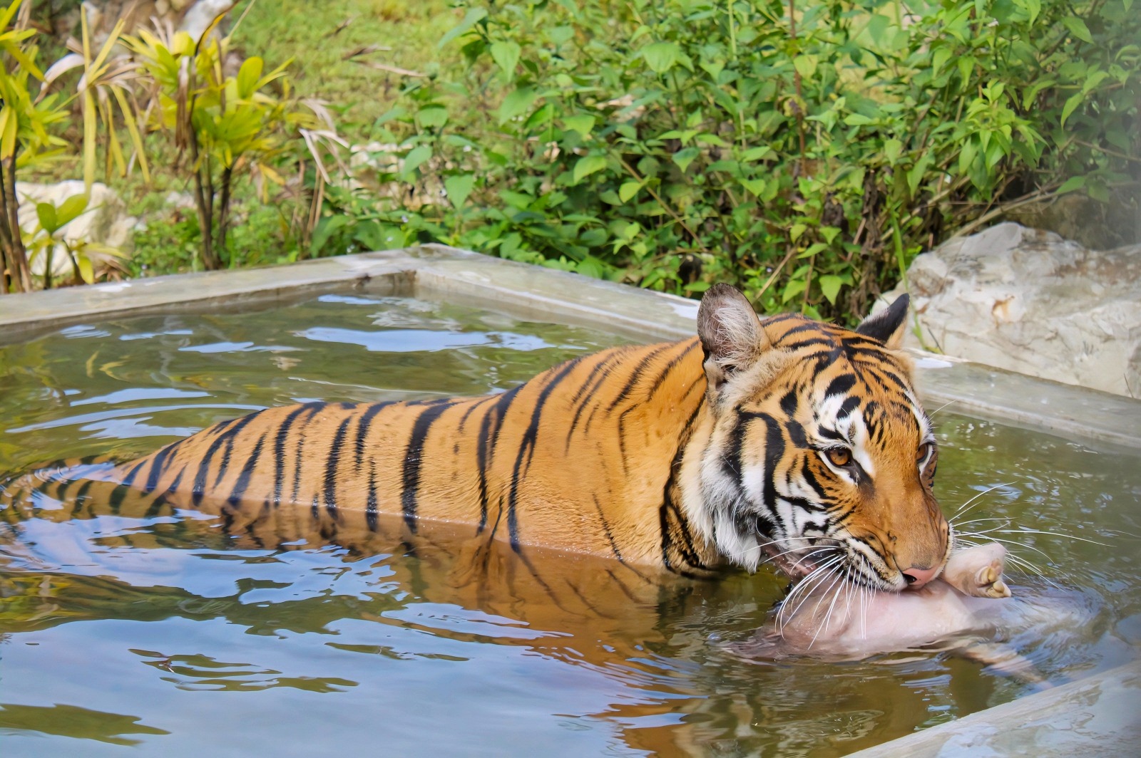 Diancam pemburu haram