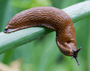 Disangka budak nakal, rupanya siput ‘tekan loceng’ tengah malam