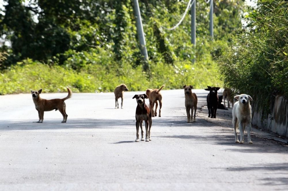 Dog that attacked boy in Cheras is a stray, say police
