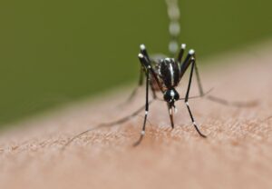 Drastic decline in dengue cases in Johor