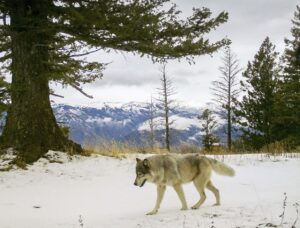 Drones blasting AC/DC and Scarlett Johansson are helping biologists protect cattle from wolves