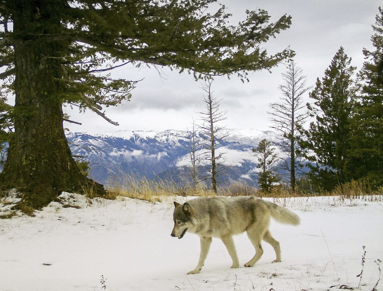 Drones blasting AC/DC and Scarlett Johansson are helping biologists protect cattle from wolves