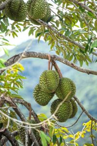 Durian fever in the USA
