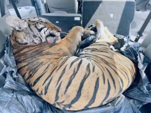 FRU, Perhilitan tumpaskan tiga pemburu harimau belang