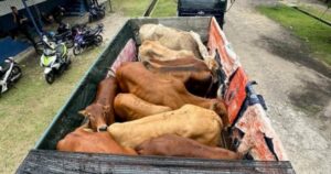 GOF seizes 11 smuggled cattle worth over RM100,000 in Tumpat