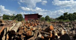 GOF seizes RM2.9mil worth of timber in Kelantan raid