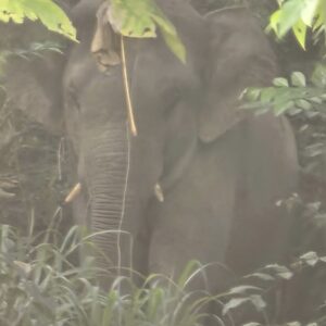 Gajah jantan sesat di bandar Jerantut akan dipindah ke Tasik Kenyir