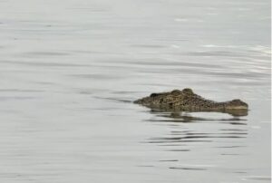 Head of missing man found after crocodile attack
